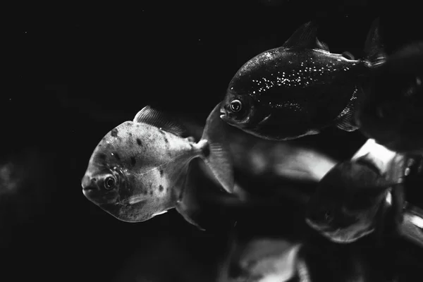 Piranha Dark Water Black White Photo Fish Deep Water — Stock Photo, Image