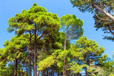 Tropikal parkta egzotik yeşil ağaçlar