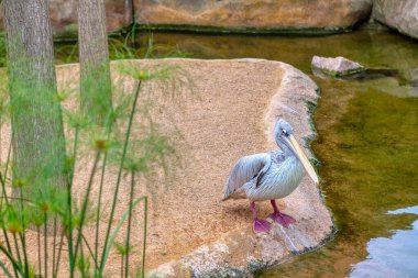 Kıyıda duran Pembe Pelikan Kuşu. Pelecanus Rufescens