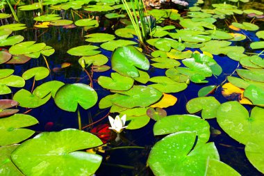 Su nilüferleri. Gölde büyüyen nilüfer.