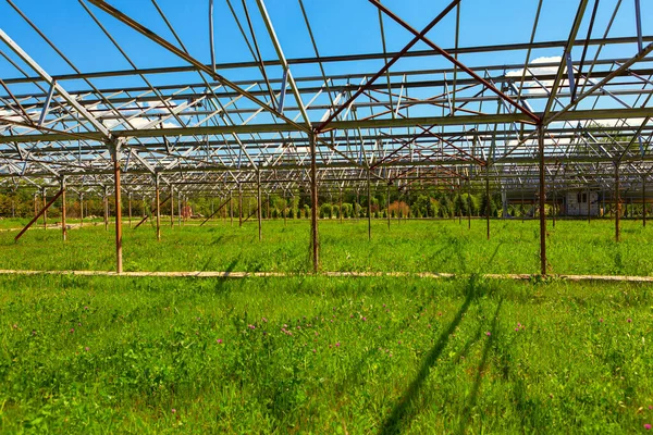 Grama Verde Estufa Abandonado Hothouse — Fotografia de Stock