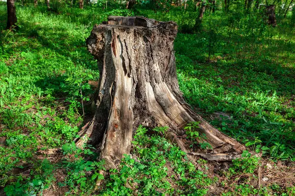 Vieille Souche Pourrie Souche Arbre Dans Forêt — Photo