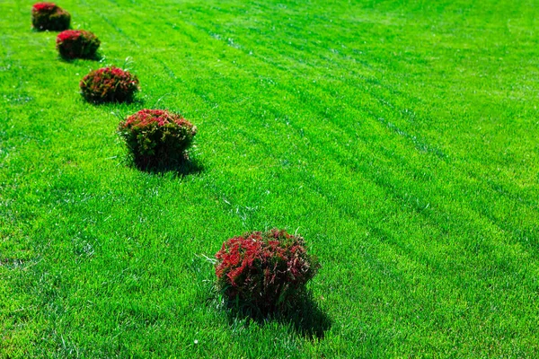 Bahçedeki Dekoratif Çalılar Çimlerin Üzerinde Sıra Sıra Çalılar — Stok fotoğraf