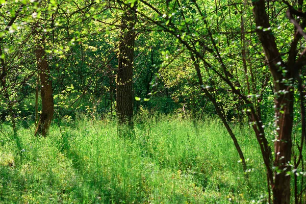 Свіжа Природа Весняного Лісу Зелений Некультурований Характер — стокове фото