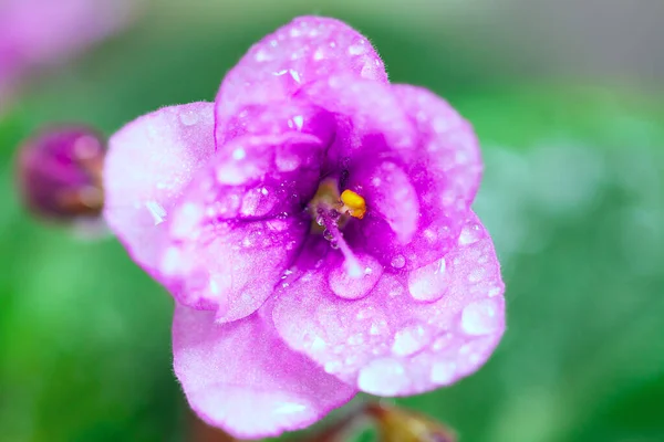 花弁に水が落ちる花 アフリカの紫色のマクロ画像 — ストック写真