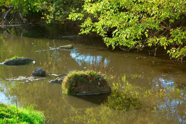 Boomtakken Het Vijverwater Groene Wildernis Natuur Stenen Een Beek Water — Stockfoto