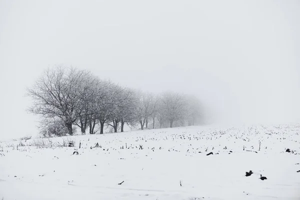 Tarım Arazileri Kışın Bahçe — Stok fotoğraf