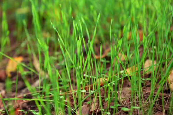 Fresh Green Grass Growing Spring — Stock Photo, Image