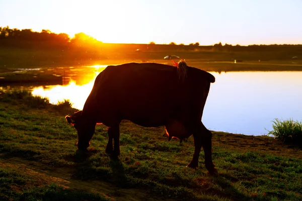 Vaca Pastando Orilla Del Río Crepúsculo — Foto de Stock