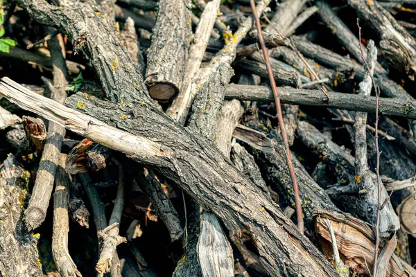 Habitat Stapel Stapel Droge Bossen — Stockfoto