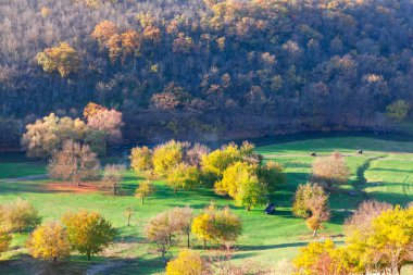 Renkli parklar, doğanın panoramik hava manzarası 