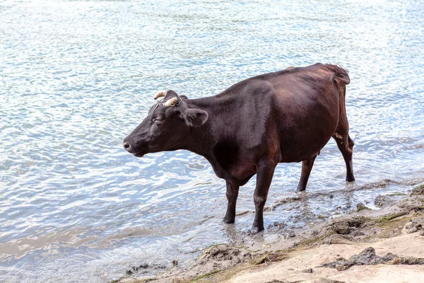 Vaca Doméstica Preta Água Rio — Fotografia de Stock