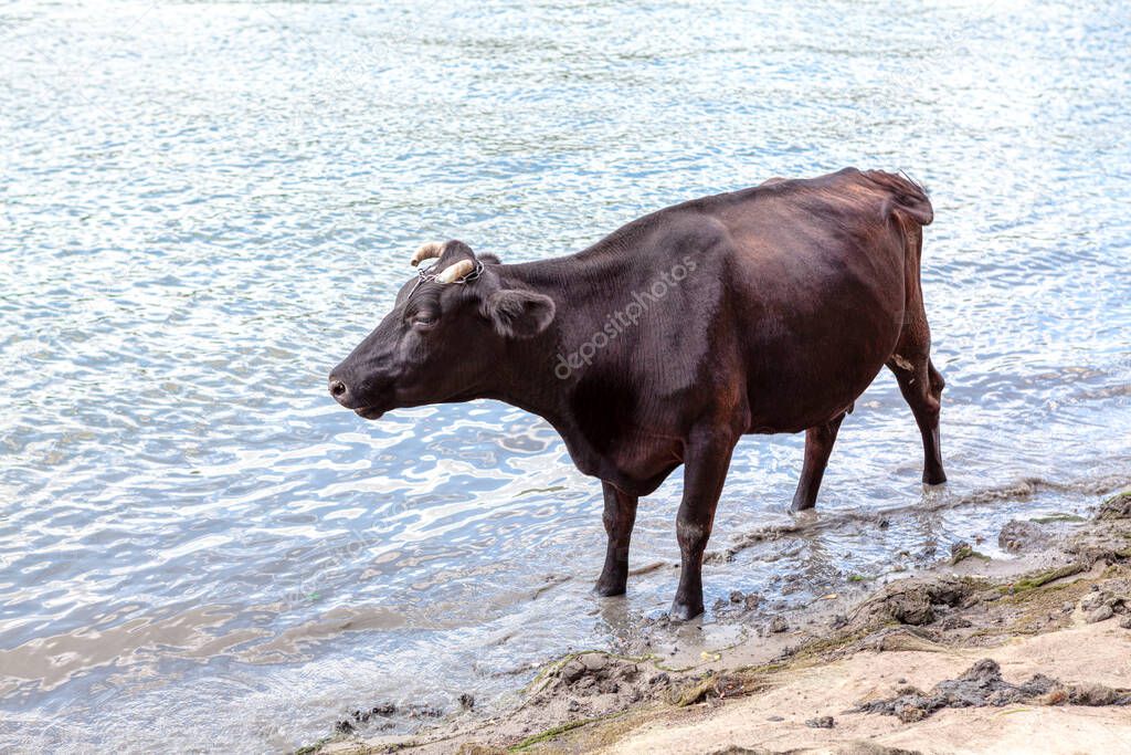 Black domestic cow standing in the river water 