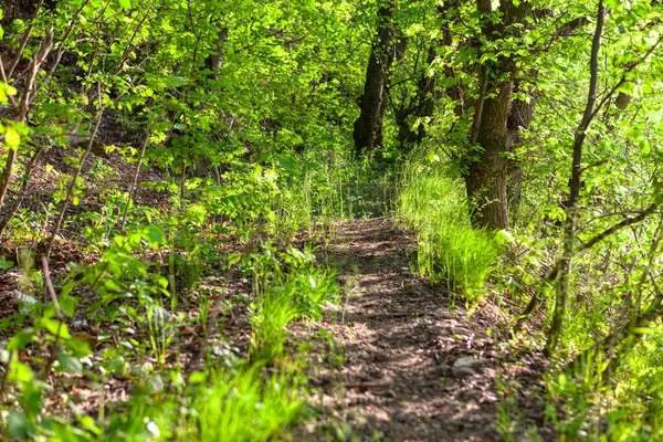Dichte Grüne Natur Des Frühlingswaldes — Stockfoto