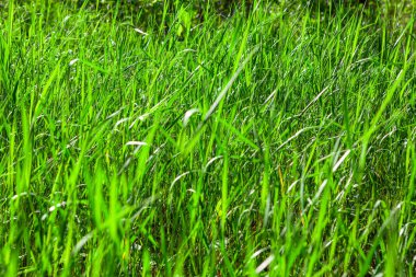 Baharda yeşillik yetiştiriyor. Bahar zamanı bitki örtüsü arka planı