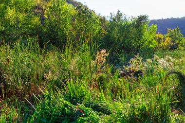Gelişmemiş tropikal bitkiler. Yeşil bitki örtüsü arka planı 