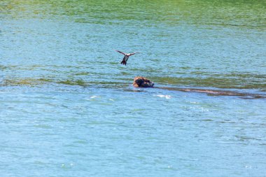 Nehir suyunun üzerinde kanatları açık uçan kuş. 