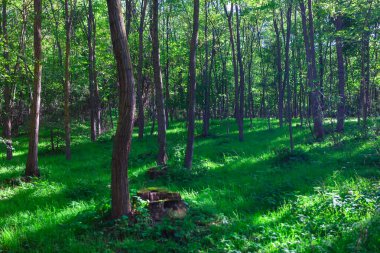 Ormanda çimler büyüyor. Baharda yeşil ormanlık