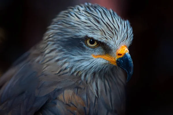 Portrait of predator bird . Close up image of the eagle