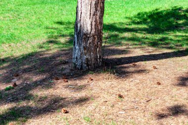  Çam Ağacı Gövdesi. Çimlerin üzerinde kozalaklı kozalaklar
