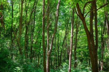 Yeşil ağaçlı Akasya ormanı. Bahar mevsimi ormanları