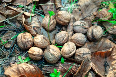Kuru sonbahar yapraklarında ceviz hasadı