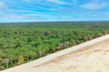 Arcachon Fransa 'daki Dune of Pilat ormanında. Kumlu Kumuldan Yeşil Orman manzarası. Gascogne Karası