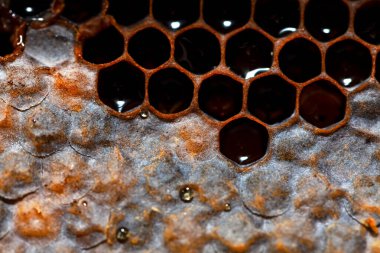 Balmumu bal arıları tarafından üretilen doğal balmumudur. 