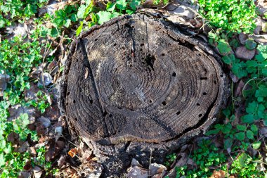 Bagajın kalan kısmını kes. Böcek delikli eski kütük