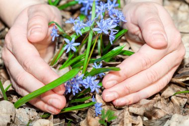 Çiçekleri korumaya çalışan eller. Doğa koruma kavramı 