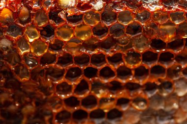 Ballı altıgen prizmatik balmumu. Tatlı bal peteğim