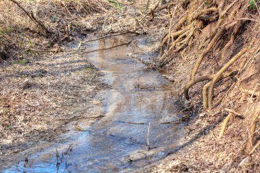 Bahar Ormanı 'ndaki Brook. Akan bahar ve ağaç kökleri