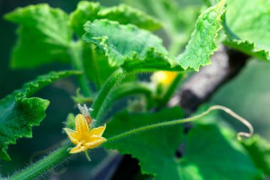 Yeşil yapraklar arasında büyüyen salatalık çiçeği, ekilmiş sebze