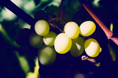 Doğal olarak beyaz üzümler.