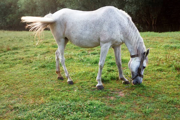 Cavalo Fêmea Pastando Grama Verde Fresco Égua Doméstica Branca Pasto — Fotografia de Stock