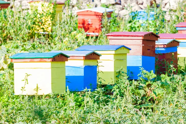 Úly Medové Farmě Včelí Boxy Přírodě — Stock fotografie