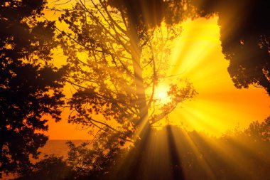 Denizin üzerinde tropik gün batımı, dalların arasından görmek