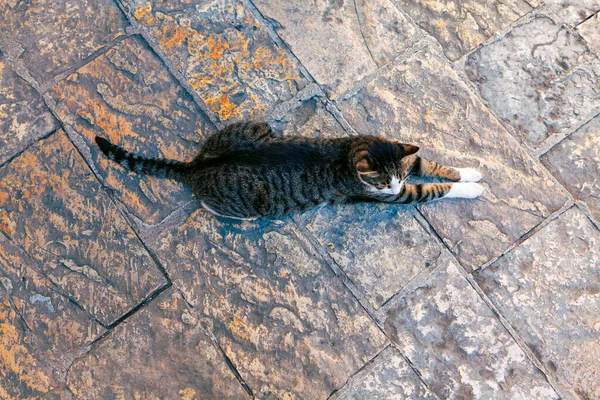 Cat Acostado Plano Con Las Piernas Hacia Fuera Vista Desde —  Fotos de Stock