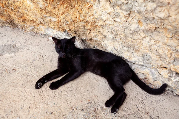 Lazy Gatto Nero Sdraiato Felino Rilassato — Foto Stock