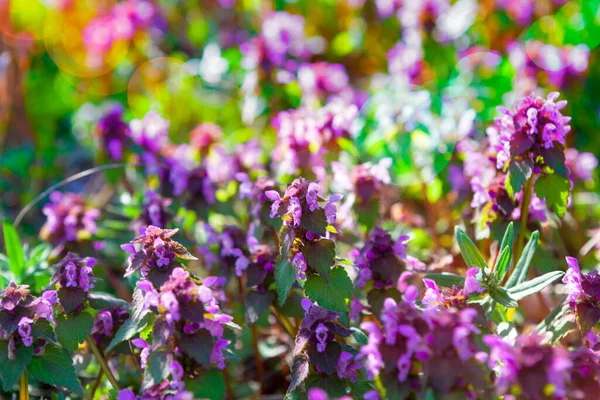 Cores Vibrantes Flores Selvagens Pulmonaria Officinalis Flores Flor — Fotografia de Stock