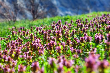 Çayırda yetişen renkli yabani çiçekler. Erken Bahar Çiçeği