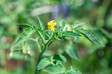 Çiçek açma aşamasında domates bitkisi. Sarı domates çiçeği.