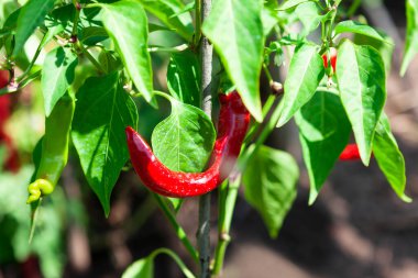 Kırmızı biberli sebze bahçesi. Baharatlı biber çiftliği.