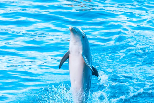 Delfin Springt Aus Dem Wasser Glückliches Wassertier — Stockfoto