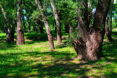 Kavak ağaçları ve parktaki yeşil çayır. Kavak Korusu