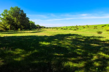 Yeşil çayırdaki gölge. Idyllic yaz doğası. Otlaklar ve mavi gökyüzü 