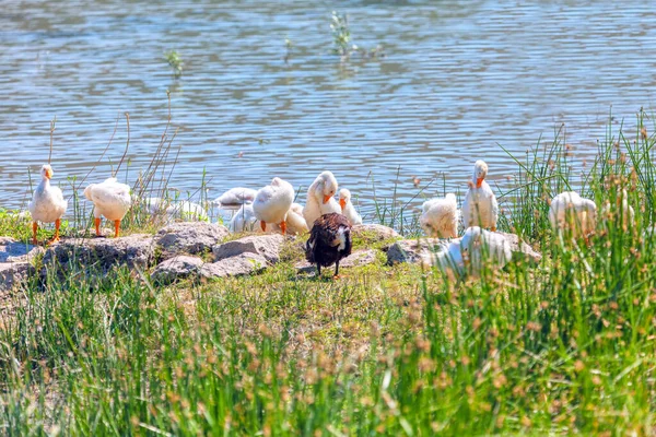 Beyaz Tüy Ördekleri Nehir Kenarında Kıyıda Bir Grup Kuş — Stok fotoğraf