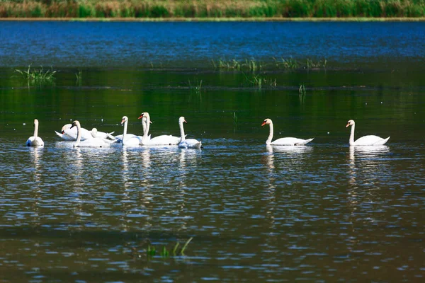 Cisnes Reserva Natural Familia Aves Lago Cisnes Vida Silvestre — Foto de Stock