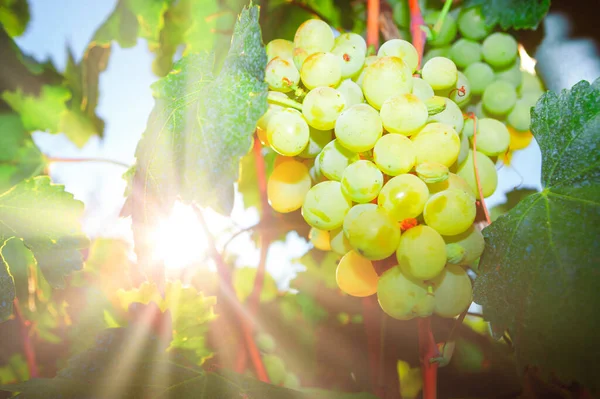 Homegrown White Grapes Grape Leaves Sprayed Copper Sulfate Fruits Sunlight — Stock Photo, Image