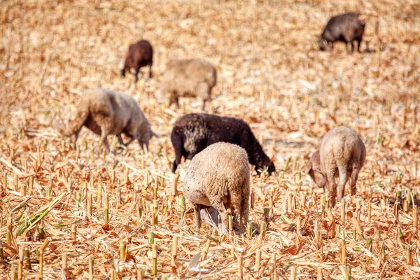 옥수수 밭에서 가축의 — 스톡 사진